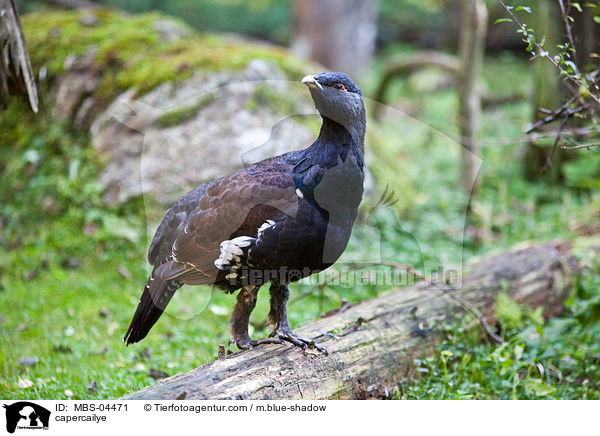 Auerhahn / capercailye / MBS-04471