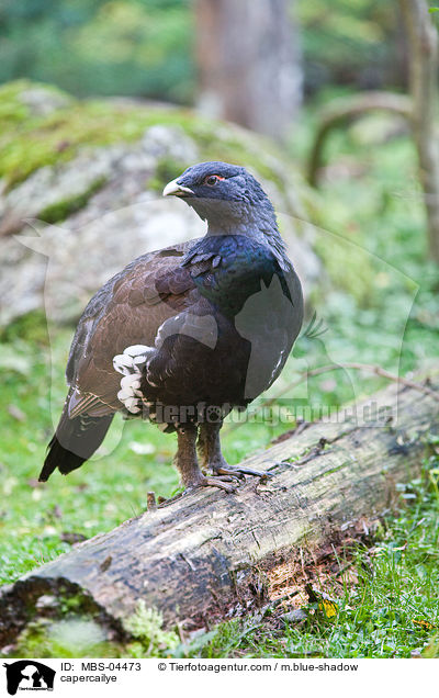 Auerhahn / capercailye / MBS-04473