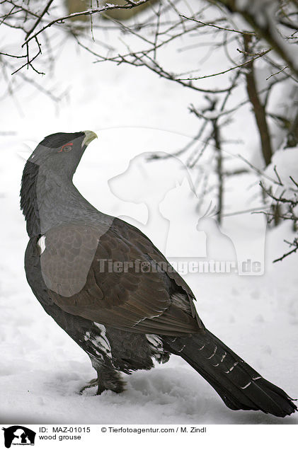 wood grouse / MAZ-01015