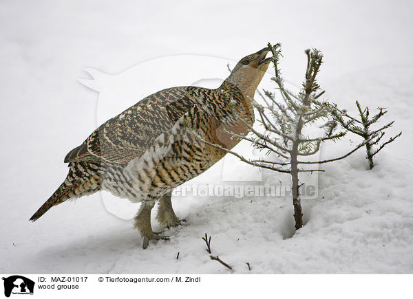 wood grouse / MAZ-01017