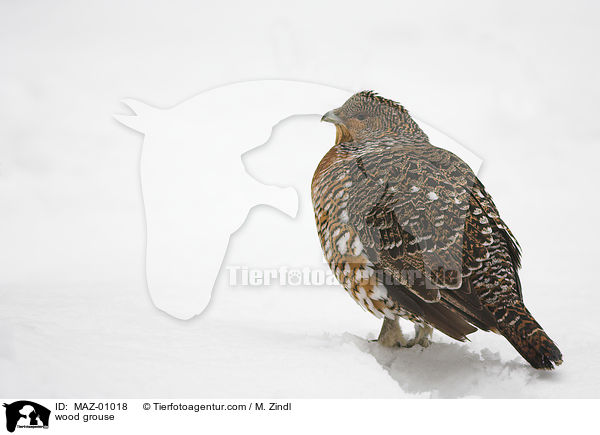 wood grouse / MAZ-01018