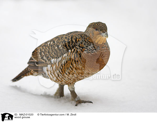 wood grouse / MAZ-01020