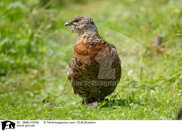 wood grouse / DMS-03056