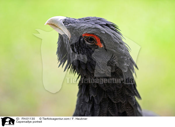 Auerhahn Portrait / Capercailye portrait / FH-01130