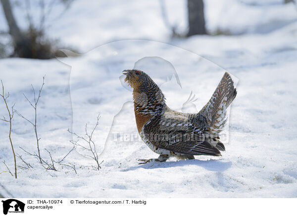 Auerhuhn / capercailye / THA-10974