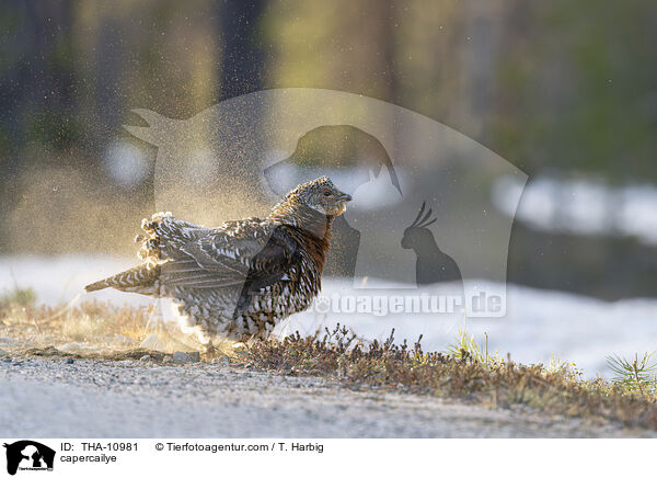 Auerhuhn / capercailye / THA-10981