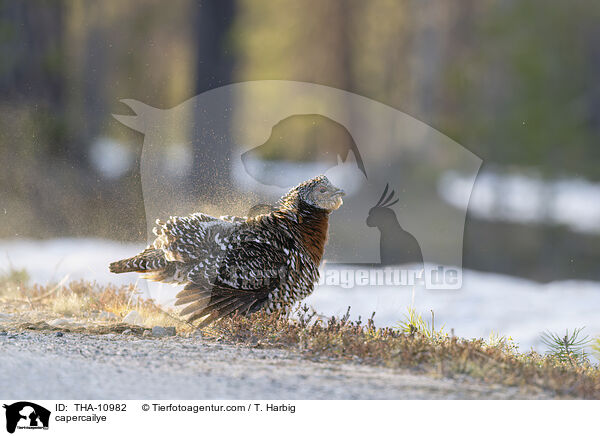 Auerhuhn / capercailye / THA-10982