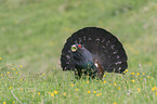 capercailye