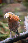 capercailye