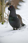 standing Capercailye