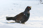 standing Capercailye