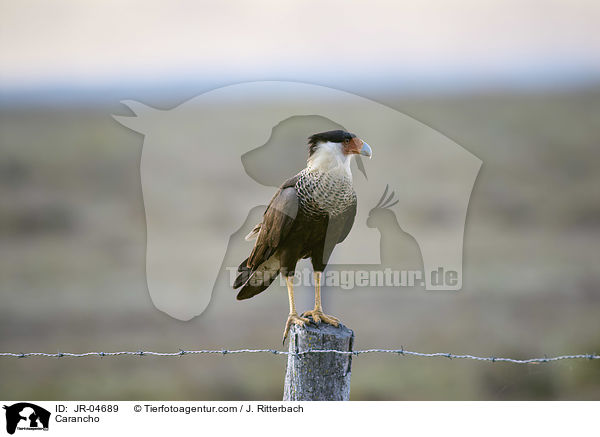 Schopfkarakara / Carancho / JR-04689