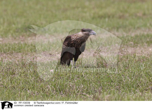 Schopfkarakara / common crested caracara / FF-13039