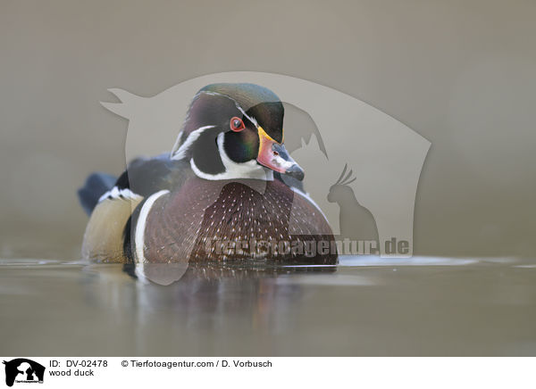 Brautente / wood duck / DV-02478