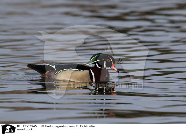 wood duck / FF-07945