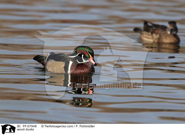 wood ducks / FF-07948