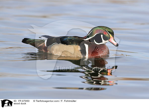 Brautente / wood duck / FF-07950