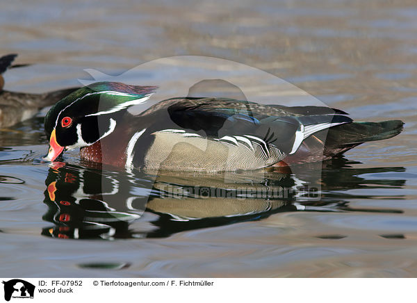 wood duck / FF-07952