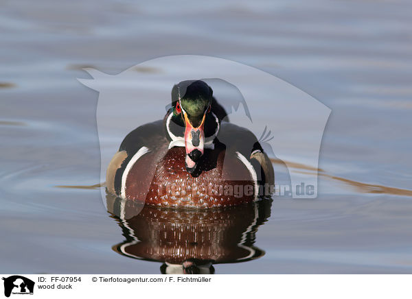 wood duck / FF-07954