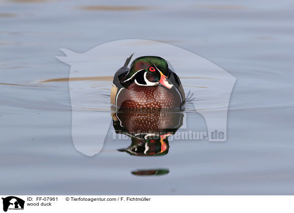 wood duck / FF-07961