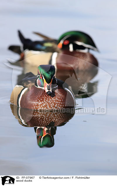 Brautenten / wood ducks / FF-07967