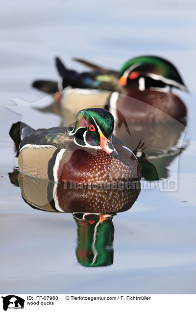 wood ducks / FF-07968