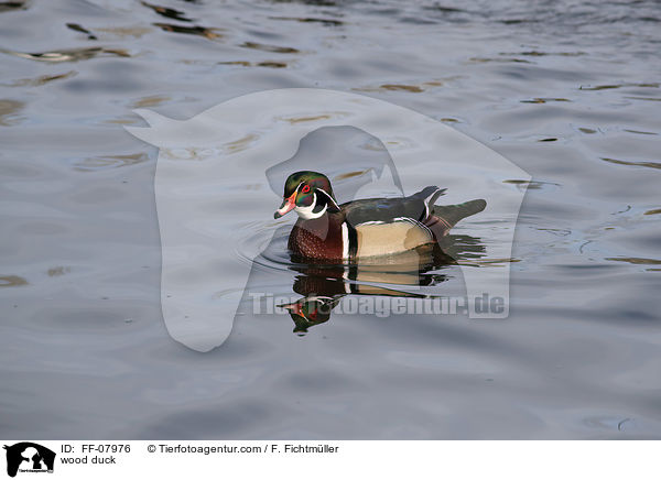 Brautente / wood duck / FF-07976