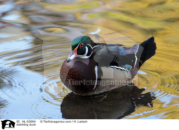 Brautente / dabbling duck / HL-02664
