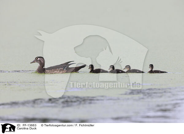Carolina Duck / FF-13663