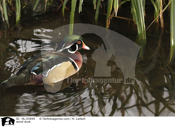 Brautente / wood duck / HL-03949