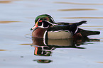 wood duck