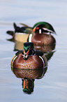 wood ducks