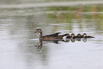 Carolina Duck