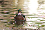 wood duck