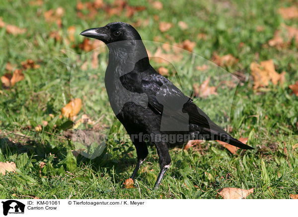 Rabenkrhe / Carrion Crow / KM-01061