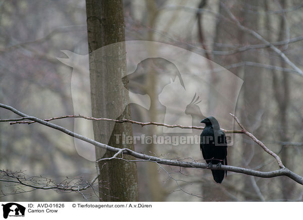 Rabenkrhe / Carrion Crow / AVD-01626