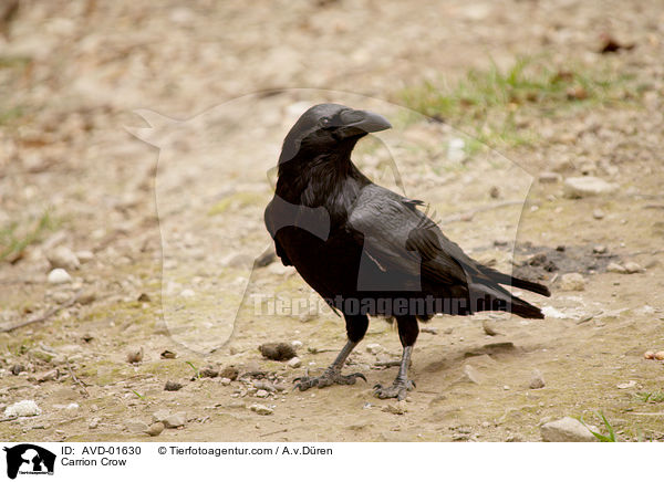 Rabenkrhe auf Futtersuche / Carrion Crow / AVD-01630