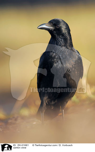 carrion crow / DV-01681