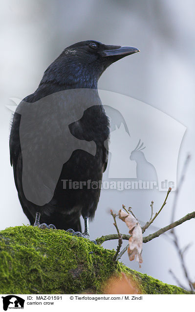 Rabenkrhe / carrion crow / MAZ-01591