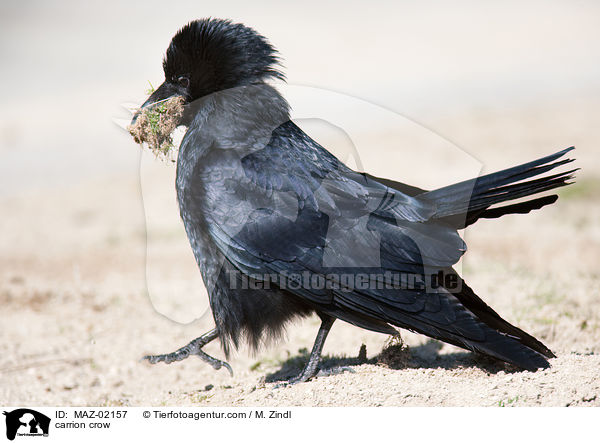 carrion crow / MAZ-02157