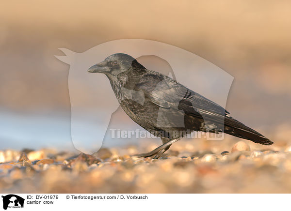 carrion crow / DV-01979