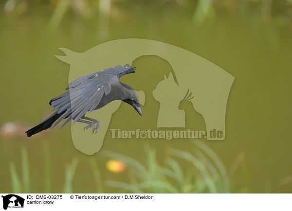 carrion crow / DMS-03275
