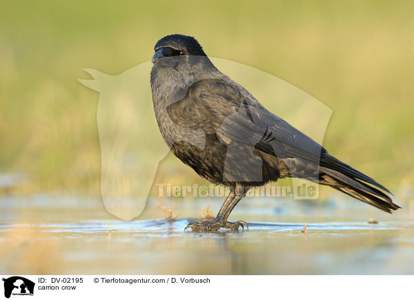 carrion crow / DV-02195