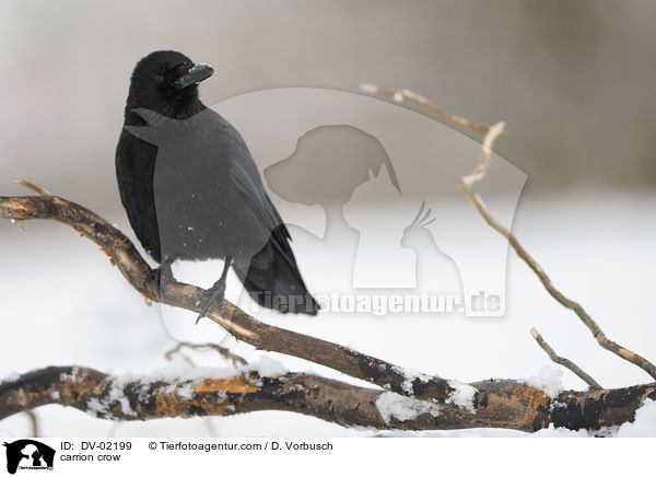 carrion crow / DV-02199