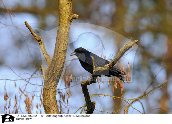 carrion crow / DMS-05082