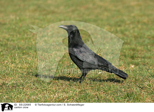 carrion crow / SS-22685