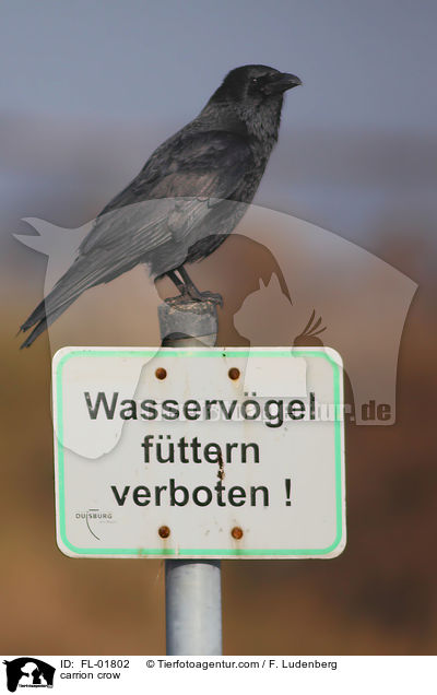 Rabenkrhe / carrion crow / FL-01802