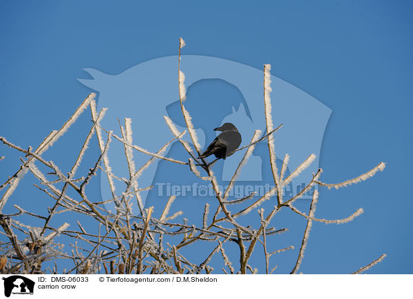 carrion crow / DMS-06033