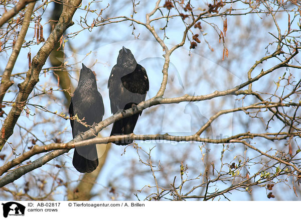 carrion crows / AB-02817