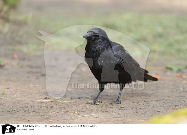 carrion crow / DMS-07735